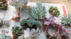 Boldly going where no plant has gone before. Shop Succulents Succulents For Sale Buy Succulents Sell Succulents Www Kaktus Id