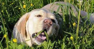 Why Do Dogs Eat Grass