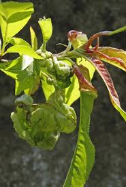 Taphrina Deformans モモ縮葉病菌