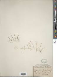 Image result for Marsilea aegyptiaca