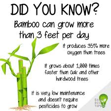 See full list on hunker.com Easy Eco Tips On Instagram Did You Know Bamboo Can Be Very Sustainable If Grown In The Right Conditions It Is A Bamboo Fast Growing Plants Growing Grass