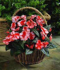 Expect your new guinea impatiens to start blooming early in the season, if they aren't already in bloom when you buy them. Impatiens New Guinea Florific Sweet Orange F1 All America Selections