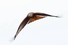 red kite tollie uk kus