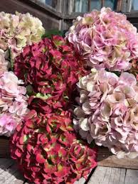 Hydrangea Vienna Classic