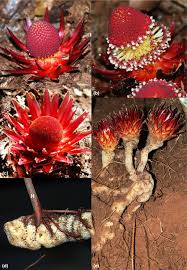 Image result for Balanophoraceae