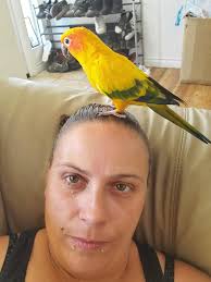 Feathered Friends Bird Rescue