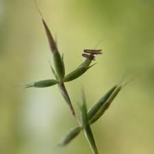 Image result for Euploca strigosa