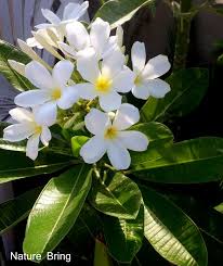 How To Grow Plumeria Growing Plumeria In Containers Frangipani Care Naturebring Plumeria Flowers Flower Pots Plumeria Care