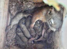 Baby Squirrels On Live Camera At Ebf Ellis Bird Farm