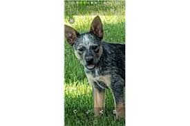 Got 2 four month old queensland heeler and german shepherd mix puppies needing homes and families to love and care for them. Australian Cattle Dog Blue Heeler Puppies For Sale From Missouri Breeders