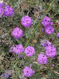 Image result for Verbena aristigera