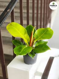 Image result for Filodendron Philodendron
