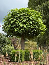 Image result for Catalpa bignonioides
