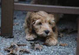 2 male aussie goldendoodle puppies. Top 5 Breeders Of Goldendoodle Puppies In Michigan 2021 We Love Doodles