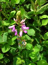 Image result for Desmodium distortum