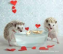 A Casual Day In The Life Of Two Adorable Hedgehogs Hedgehog Pet Baby Hedgehog Cute Hedgehog