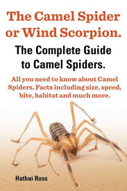 My friend safely caught a live solfugid in iraq on duty one night, he managed to string it down with strands from 550 cord, and then look at it closely, we. The Camel Spider Or Wind Scorpion The Complete Guide To Camel Spiders All You Need To Know About Camel Spiders Facts Including Size Speed Bite And Habitat Ebook By Hathai Ross