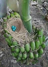 Um Novo Dia E Sempre Um Recomeco E Uma Nova Oportunidade De Refazer Sonhos E Fortalecer Esperancas Um Belo Recomeco Ninhos De Aves Aves Belas Belas Criaturas