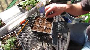 Pack of seeds (30 tuned seeds). How And When To Start Lavender Indoors Takes A Long Time To Germinate The Rusted Garden 2014 Youtube