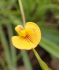 Image result for Zornia