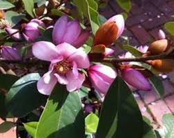 Image result for Mechowia grandiflora
