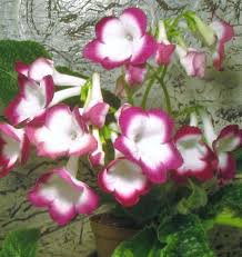 Image result for Streptocarpus buchananii