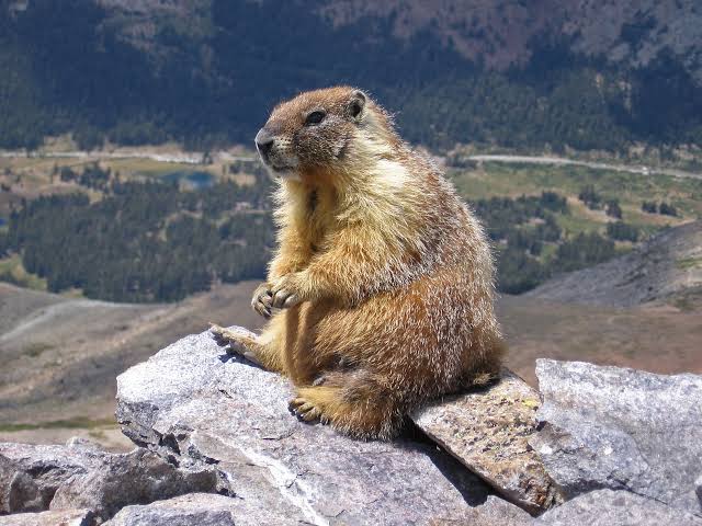 Mga resulta ng larawan para sa Marmot"
