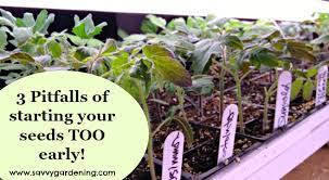 Early blight is one of the most common tomato diseases, occurring nearly every season early blight can be caused by two different closely related fungi, alternaria tomatophila and alternaria solani. 3 Pitfalls Of Planting Seeds Too Early