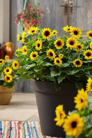 Farbenfrohe Sonnenblumen Fur Deinen Topf Sonnenblumen Pflanzen Blumen