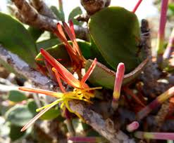 Image result for Oncocalyx bolusii