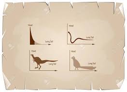 charts and graphs illustration animal cartoon of fat tailed