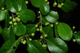 Image result for Gymnosporia glaucophylla