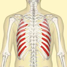 Gross anatomy there are 12 pairs of ribs which are separated by intercostal spaces. Innermost Intercostal Muscle Wikipedia