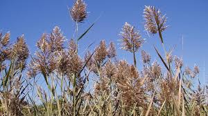 Image result for Phragmites
