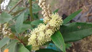 Image result for Croton gratissimus