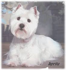 West Highland Terrier Puppies For Sale From Breeder At Arrowhead Acres