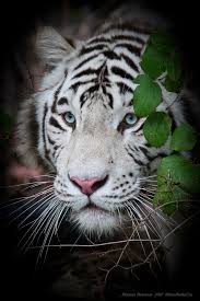 White Tiger With Blue Eyes Magicalnaturetour Photo By Vyacheslav A White Tiger Tiger Face Tiger Pictures