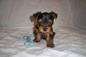 Check spelling or type a new query. Free Puppies Pets And Animals For Sale Indiana
