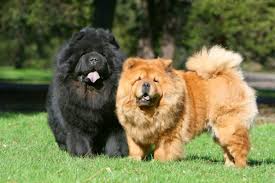 Chó chow chow là giống chó rất trung thành với chủ nhân của mình. Shikoku Vs Chow Chow Breed Comparison Mydogbreeds