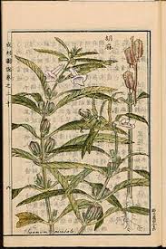 Sesame is part of the pedaliaceae plant family and the species sesamum indicum is usually grown. Sesame Wikipedia