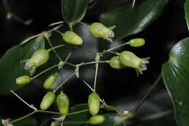 Image result for Behniaceae