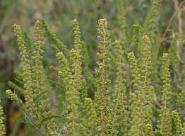 Ragweed — beifußblättriges traubenkraut beifußblättriges traubenkraut ( ambrosia artemisiifolia ) systematik ordnung … Ragweed Pollenwarndienst