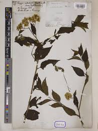 Image result for Microglossa