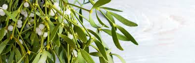 Mar 29, 2019 · planting your mistletoe download article 1. How To Grow Care For Mistletoe Love The Garden