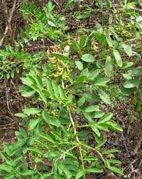 Image result for Indigofera erythrogramma