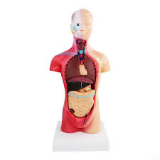 £948.00 inc vat £790.00 exc vat 2021 Teaching Toys Wired Human Torso Body Model Anatomy Anatomical Medical Internal Organs Spleen Lung Kidney Liver And Heart Stomach Active From Runhope 22 12 Dhgate Com