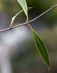 Image result for Olea chimanimani