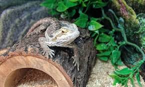 Reptiles as pets | so, you want to keep a reptile as a pet? Are Bearded Dragons Good With Children Beardie Bungalow