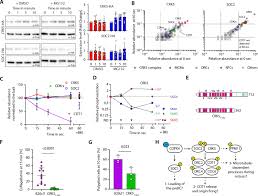 Maybe you would like to learn more about one of these? A Divergent Cyclin Cyclin Dependent Kinase Complex Controls The Atypical Replication Of A Malaria Parasite During Gametogony And Transmission Elife