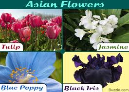 Send flowers now all over manila philippines by no 1 florist in the philippines. Love Orchid Flower Black Orchid Flower Origin
